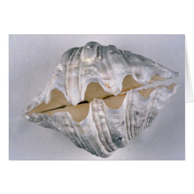coquille de palourde géante à usage décoratif (Devant horizontal)