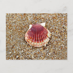Coquille de pétoncle - carte postale