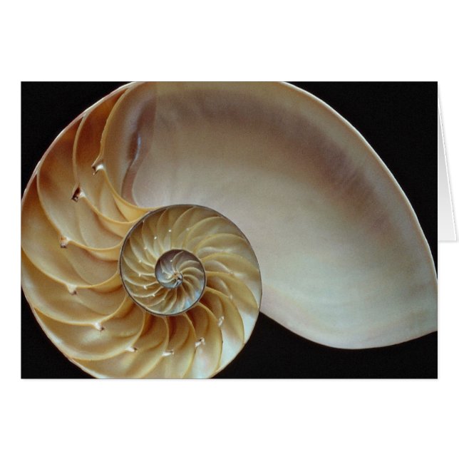 Coquille magnifique de Nautilus (Devant horizontal)