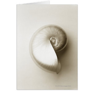 Coquille Pearlised 2 de mer de nautilus