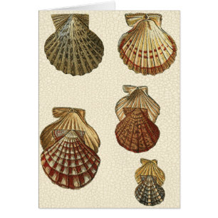 Coquilles antiques crépitées