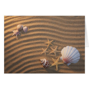Coquilles et étoiles de mer de mer