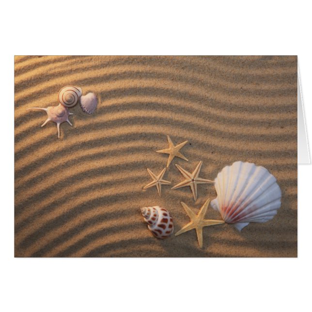 Coquilles et étoiles de mer de mer (Devant horizontal)