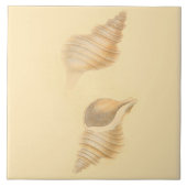 Coquilles nautiques de mer de carreaux de (Devant)