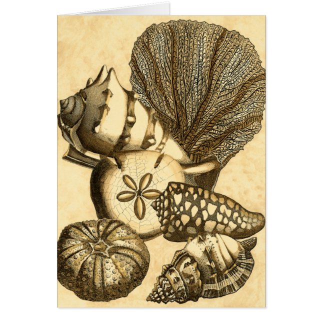 Coquilles neutres et collection de corail (Devant)