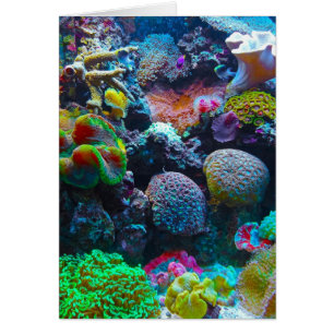 Corail