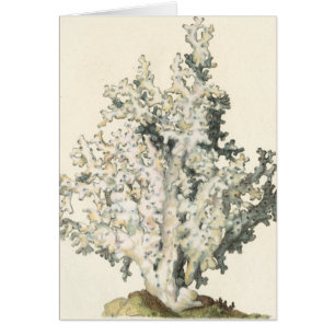 Corail antique d'aquarelle