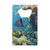 Corail et poissons en Mer Rouge, Egypte (Dos)