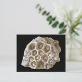 Corail fossilisé sur carte postale noire (Debout devant)