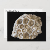 Corail fossilisé sur carte postale noire (Devant / Derrière)