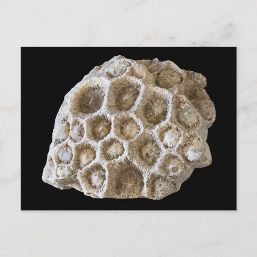 Corail fossilisé sur carte postale noire (Devant)