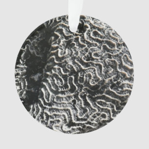 Corail noir et blanc I Photo de nature abstraite
