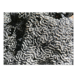 Corail noir et blanc I Photo de nature abstraite