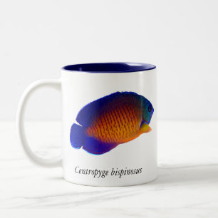 Coral Beauty Angelfish - Centropyge bispinosus Mok