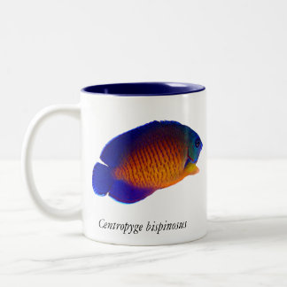 Coral Beauty Angelfish - Centropyge bispinosus Mok