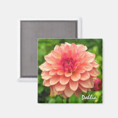 Coral Dahlia Magnet (Recto/Verso)