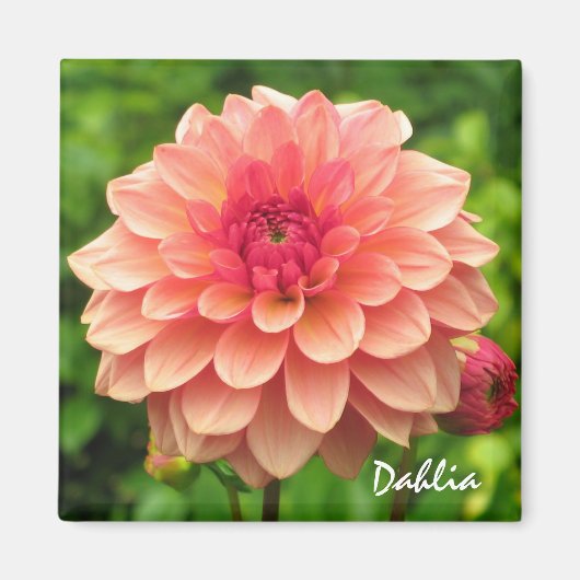 Coral Dahlia Magnet (Devant)