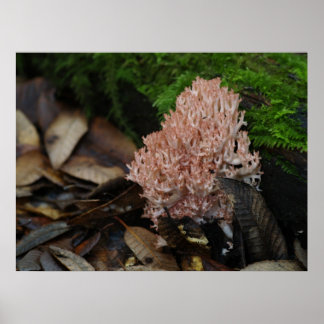 Coral Fungus Poster