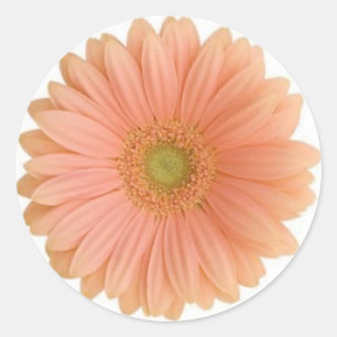 Coral Gerbera Daisy Sticker