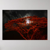 Coral Monkeypod en het Poster Moon (Voorkant)