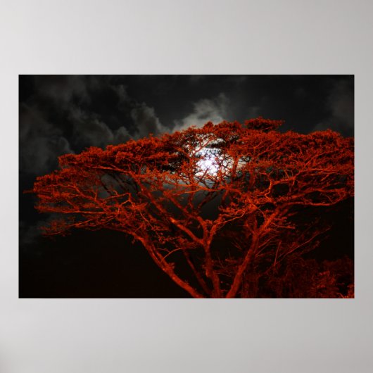 Coral Monkeypod en het Poster Moon (Voorkant)