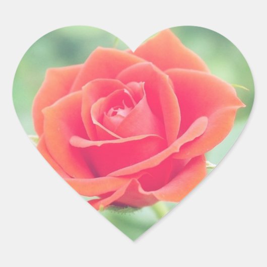 Coral Pink Rose Hart Sticker (Voorkant)