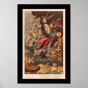 Coral Red Marine Life Art Print