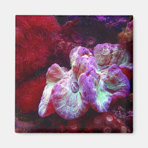 Coral Reef Magnet Magneet
