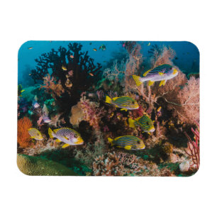 Coral Reef magnet Magneet