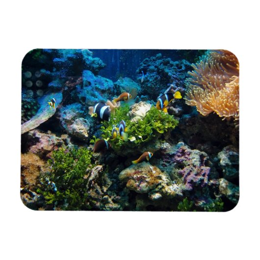 Coral Reef magnet Magneet (Horizontaal)