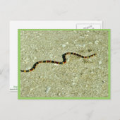 Coral Snake Briefkaart (Voorkant / Achterkant)