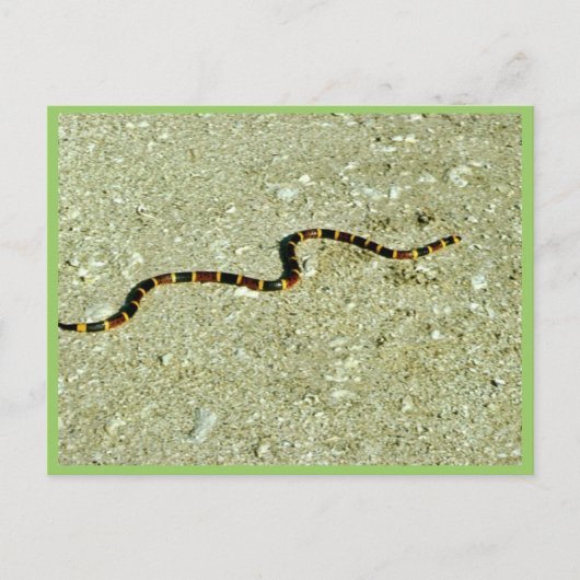 Coral Snake Briefkaart (Voorkant)