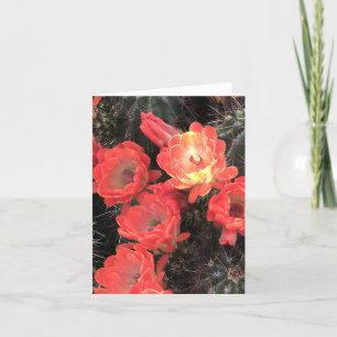Coral Sunset Cactus Bloesems Note Kaart
