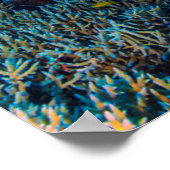 Coral Zee Tropical Fish School Poster (Hoek)