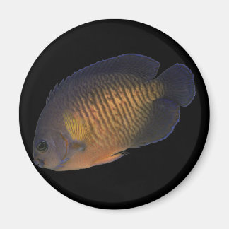 CoralBeauty Angelfish Magneet