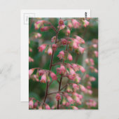 Coralbell Flowers Briefkaart (Voorkant / Achterkant)