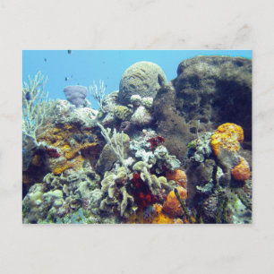 Corals Paradise Reef Cozumel Yucatan, Mexico Briefkaart