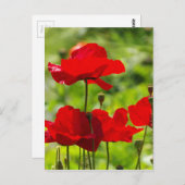 corb papaver briefkaart (Voorkant / Achterkant)