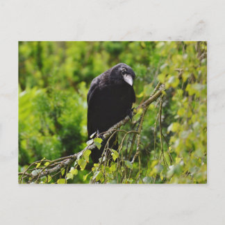 Corbeau dans l'arbre Carte postale