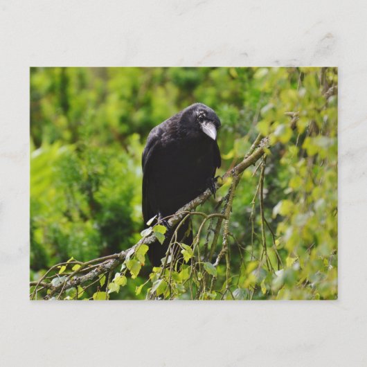 Corbeau dans l'arbre Carte postale (Devant)