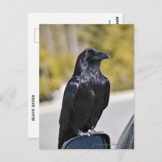 Corbeau noir - carte postale (Devant / Derrière)