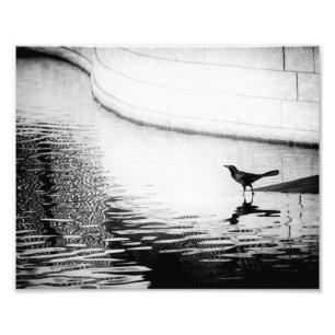 Corbeau reflété dans l'eau - B&W Photographie
