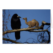 Corbeau surpris (Devant horizontal)