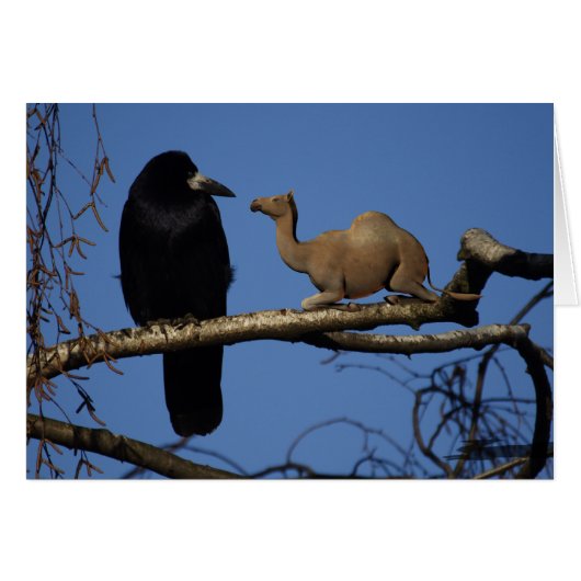 Corbeau surpris (Devant horizontal)