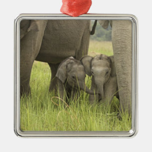 Corbett National Park, Uttaranchal, India. Metalen Ornament