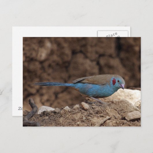 Cordon-Bleu Briefkaart (Voorkant / Achterkant)