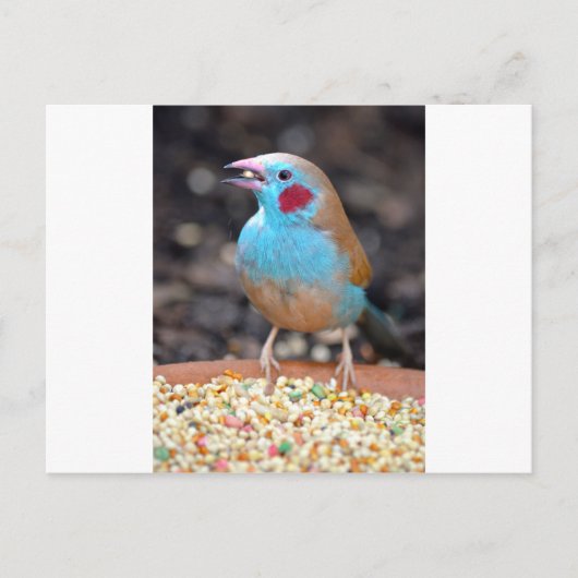 Cordon Bleu Finch Briefkaart (Voorkant)