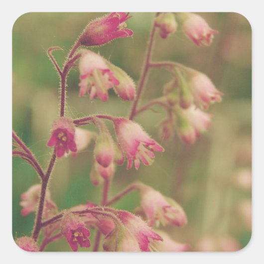 Corelbells, lentevloeren vierkante sticker (Voorkant)