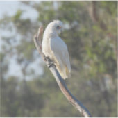 Corella Bird Sticker (Voorkant)