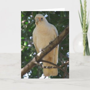 Corella-Wenskaart Kaart